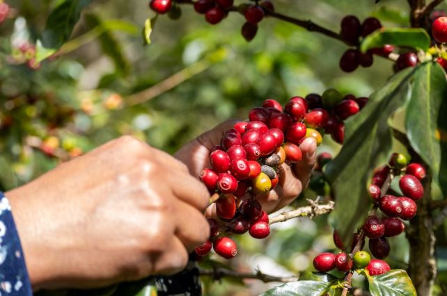 International Coffee Day: Celebrating the Farmers and the Flavour of Koraput